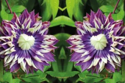 Clematite jigsaw puzzle
