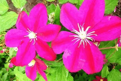 Clematite jigsaw puzzle