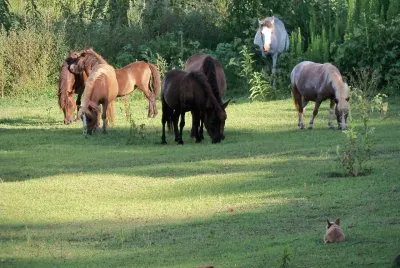 pÃ´neis