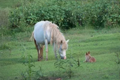 pÃ´nei e cÃ£o