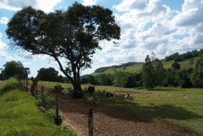 vacas na sombra