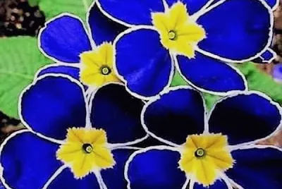 flores jigsaw puzzle