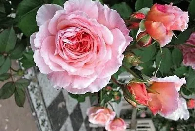 flores jigsaw puzzle