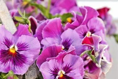 flores jigsaw puzzle