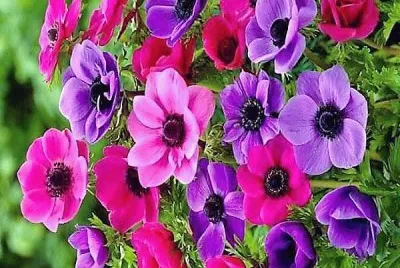 flores