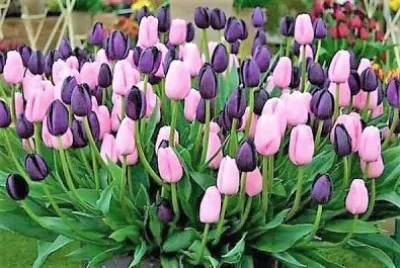 flores jigsaw puzzle