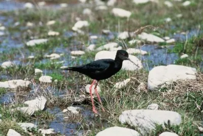Cavaliere nero
