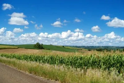 milharal
