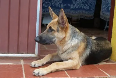 ChicÃ£o 6m