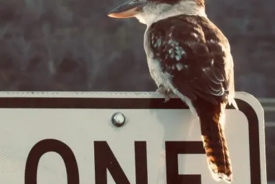 Counting kookaburra jigsaw puzzle