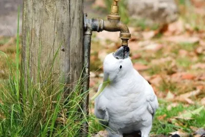 Thirsty cockatoo jigsaw puzzle