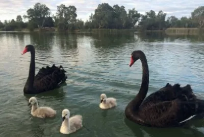 Wentworth swans   cygnets jigsaw puzzle