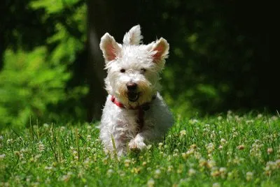 Westiepoo jigsaw puzzle