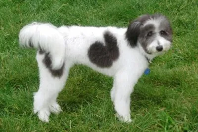 Aussiedoodle jigsaw puzzle