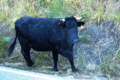 en la carretera