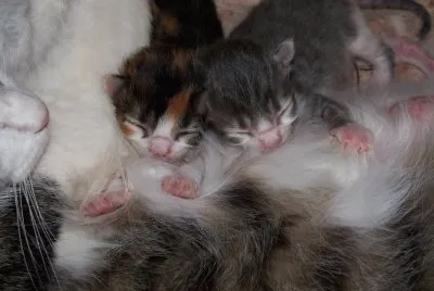 babies