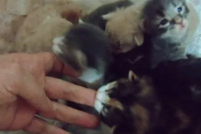 cats