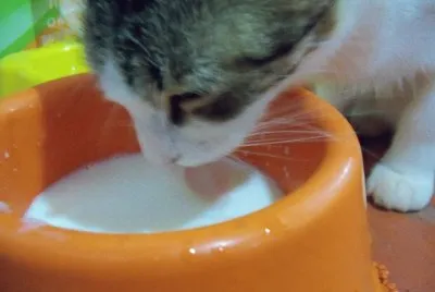 cat milk