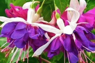 imagem jigsaw puzzle