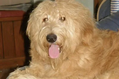 Shepadoodle