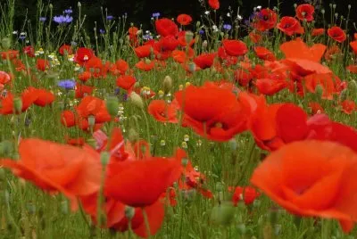 Coquelicots jigsaw puzzle