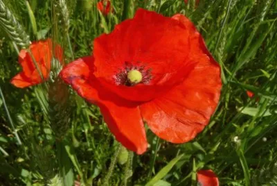 Coquelicot jigsaw puzzle