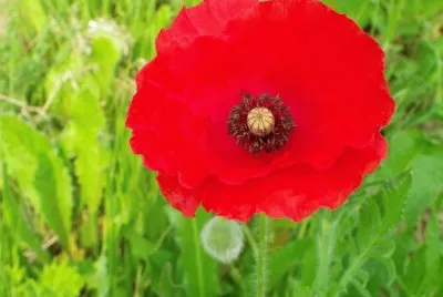 Coquelicot jigsaw puzzle
