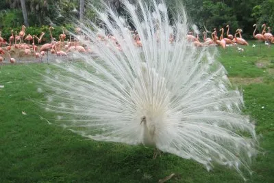 Disney 's Animal Kingdom 2, 2011