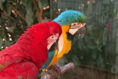 פאזל של Animais