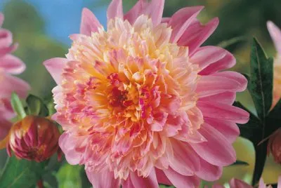 פאזל של flores