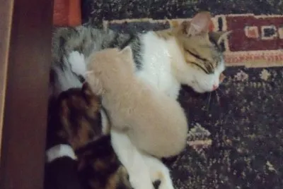 gatinhos