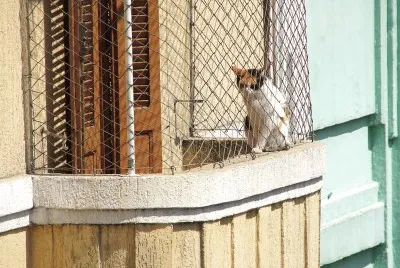 gato