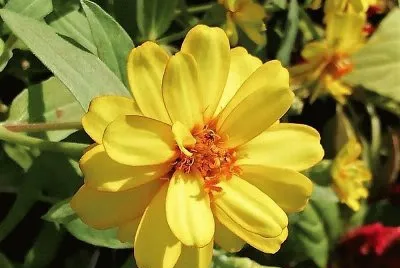 flores jigsaw puzzle