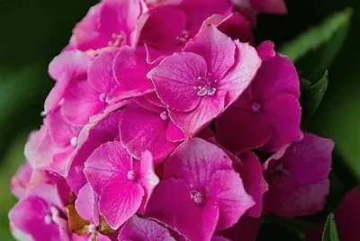 flores jigsaw puzzle