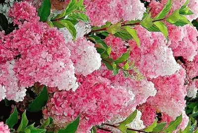 flores jigsaw puzzle