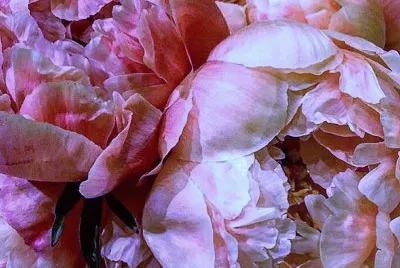 flores jigsaw puzzle
