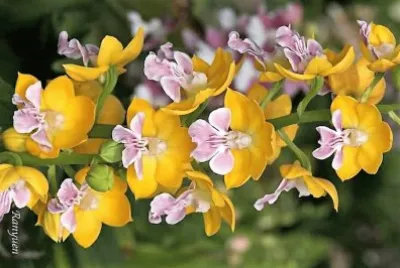 flores jigsaw puzzle