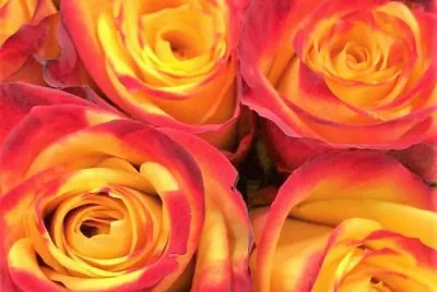 flores jigsaw puzzle