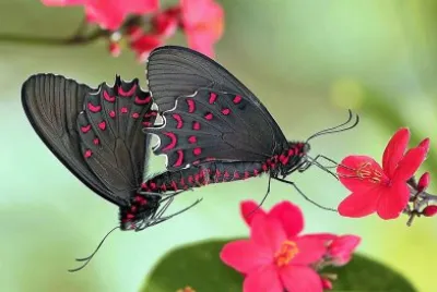 natural jigsaw puzzle