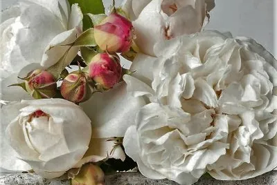 flores jigsaw puzzle