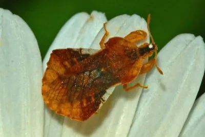 Phimata crassipes