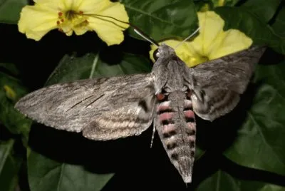 Agrius convolvuli