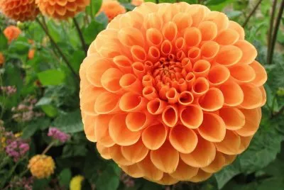 Dahlia
