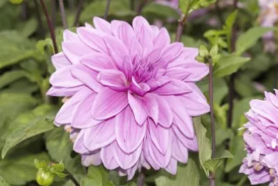 Dahlia