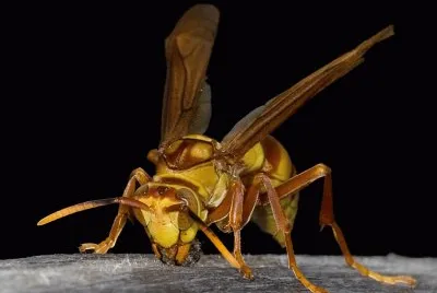 Polistes carnifex