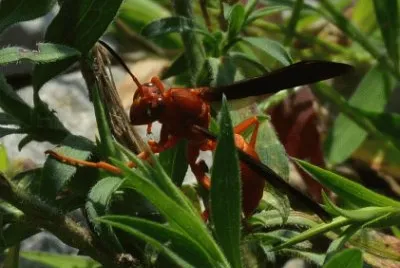 Polistes carolina
