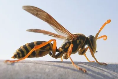 Polistes chinensi