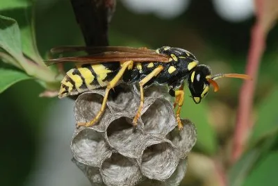 Polistes dominula