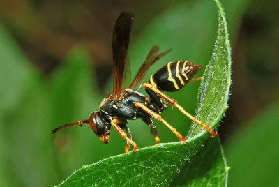Polistes fuscatus