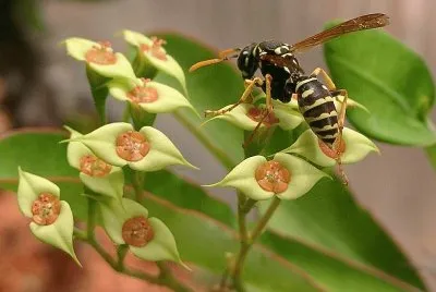 Polistes gallicus